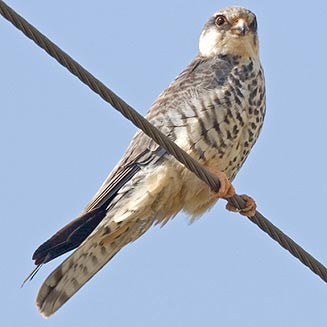 Falco amurensis (Amur falcon, Eastern red-footed kestrel)