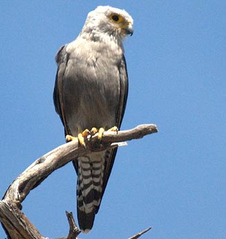 Falco dickinsoni (Dickinson's kestrel) 