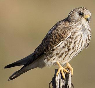 Falco naumanni (Lesser kestrel) 