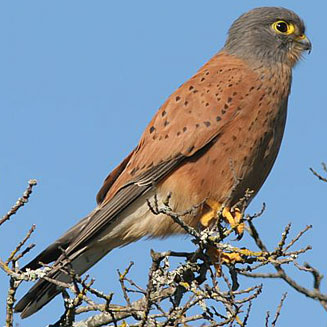 Falco rupicolus (Rock kestrel) 