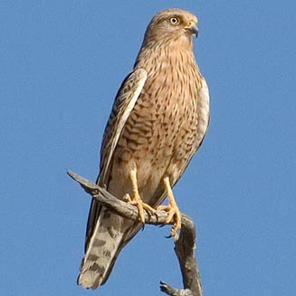 Falco rupicoloides (Greater kestrel) 