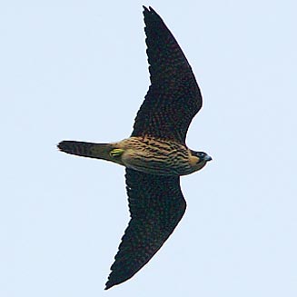 Falco eleonorae (Eleonora's falcon) 