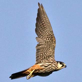 Falco subbuteo (Eurasian hobby, Hobby falcon) 