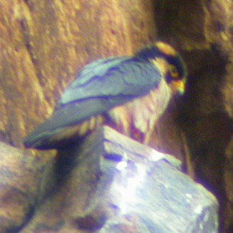 Falco fasciinucha (Taita falcon) 