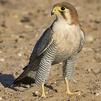 Falco chicquera (Red-necked falcon)