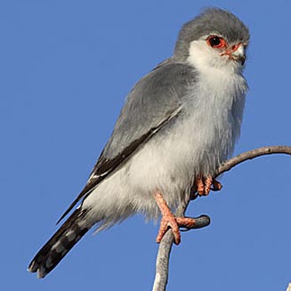 Polihierax semitorquatus (Pygmy falcon) 
