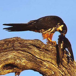 Falco subbuteo (Eurasian hobby, Hobby falcon) 