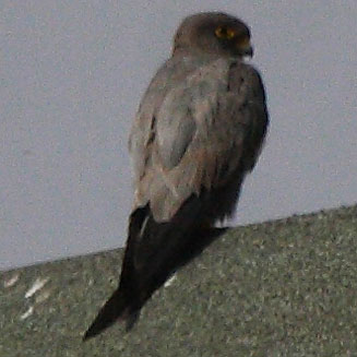 Falco concolor (Sooty falcon)