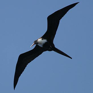 Fregata ariel (Lesser frigatebird)