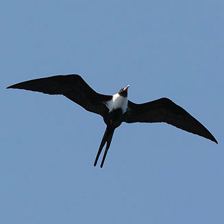 Fregata ariel (Lesser frigatebird) 