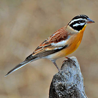 Emberiza flaviventris (Golden-breasted bunting) 