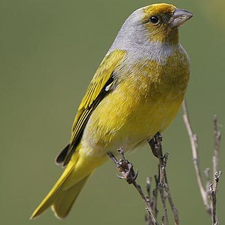 Serinus canicollis (Cape canary) 