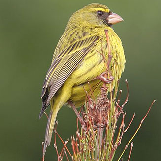 Crithagra scotops (Forest canary)