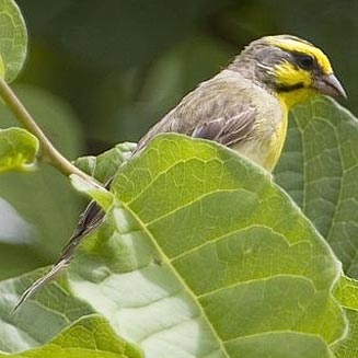 Crithagra mozambicus (Yellow-fronted canary, Yellow-eyed canary)