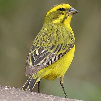 Crithagra flaviventris (Yellow canary) 