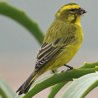 Crithagra flaviventris (Yellow canary) 