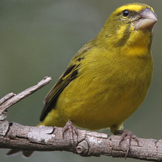 Crithagra sulphuratus (Brimstone canary, Bully canary) 