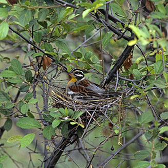Emberiza flaviventris (Golden-breasted bunting)