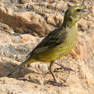 Crithagra sulphuratus (Brimstone canary, Bully canary)