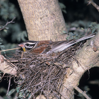 Emberiza flaviventris (Golden-breasted bunting)