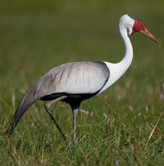 Bugeranus carunculatus (Wattled crane) 