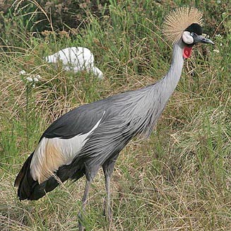 Balearica regulorum (Grey Crowned crane, Crowned crane) 