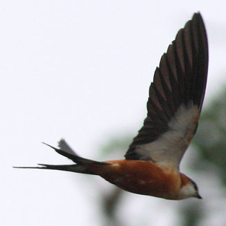 Hirundo senegalensis (Mosque swallow)