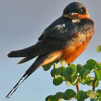 Hirundo semirufa (Red-breasted swallow) 
