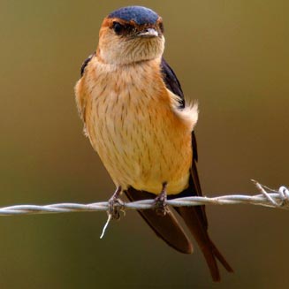 Hirundo daurica (Red-rumped swallow) 