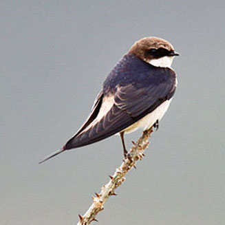 Pseudhirundo griseopyga (Grey-rumped swallow)