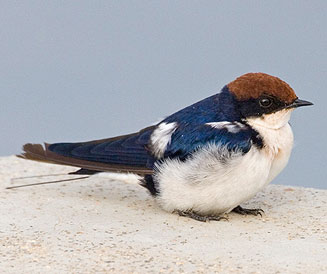 Hirundo smithii (Wire-tailed swallow) 