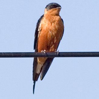 Hirundo semirufa (Red-breasted swallow) 