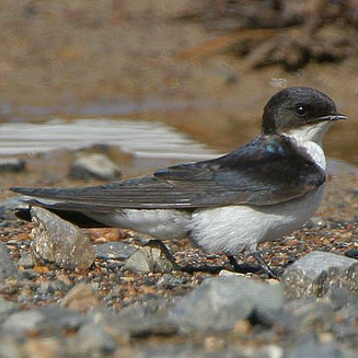 Hirundo dimidiata (Pearl-breasted swallow)