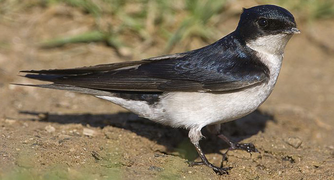 Hirundo dimidiata (Pearl-breasted swallow) 