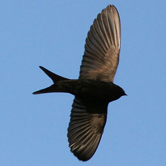 Psalidoprocne holomelaena (Black saw-wing) 