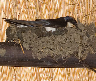 Hirundo smithii (Wire-tailed swallow) 