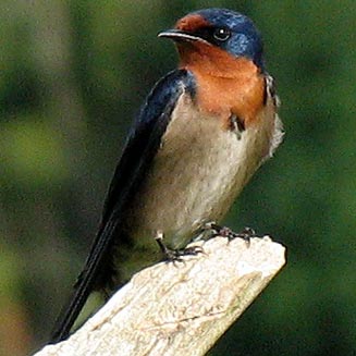 Hirundo angolensis (Angola swallow) 
