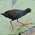 Rallidae (rails, crakes, flufftails, gallinules, moorhens and coots)