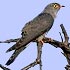 Cuculidae (Old World cuckoos)