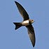 Apodidae (swifts, spinetails)