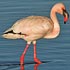 Phoenicopteridae (flamingoes)