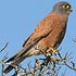 Falconidae (falcons and kestrels)