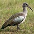 Threskiornithidae (ibises and spoonbills)