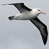 Diomedeidae (albatrosses)