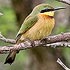 Meropidae (bee-eaters)