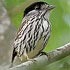 Smithornis capensis (African broadbill) 