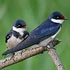 Hirundinidae (swallows and martins)