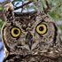 Strigidae (typical owls)