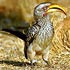 Bucerotidae (hornbills)
