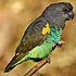 Psittacidae (parrots, lovebirds)